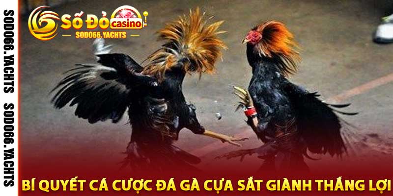 đá gà cựa sắt