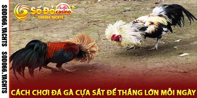 đá gà cựa sắt