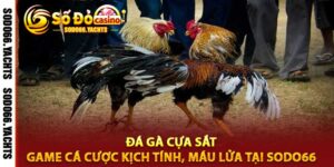Đá gà cựa sắt