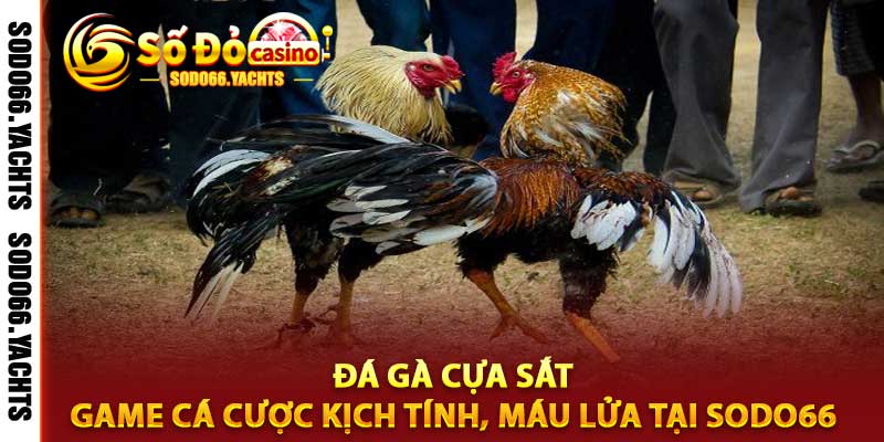 Đá gà cựa sắt
