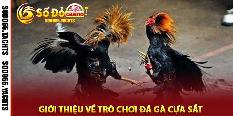 đá gà cựa sắt